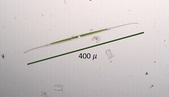 Closterium aciculare