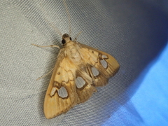 Nosophora semitritalis