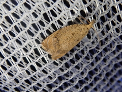 Neoanathamna nipponica