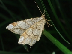 Chiasmia defixaria
