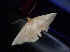 Striglina cancellata