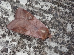 Diarsia pacifica