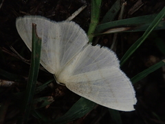 Parabapta aetheriata