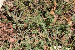 Chenopodium trigonon