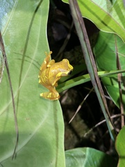 Dendropsophus sarayacuensis