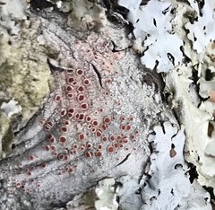 Haematomma persoonii