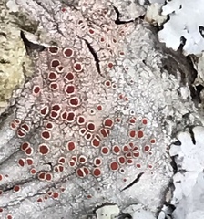 Haematomma persoonii