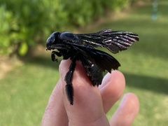 Xylocopa iridipennis