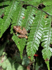 Pristimantis prolatus