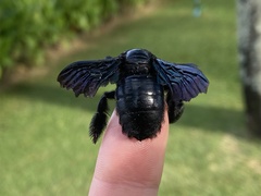 Xylocopa iridipennis