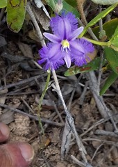 Thysanotus baueri