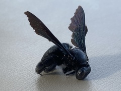Xylocopa iridipennis