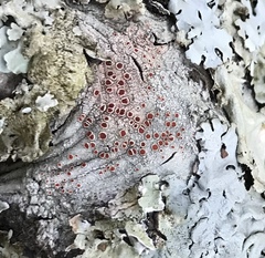 Haematomma persoonii