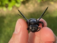 Xylocopa iridipennis