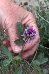 Trifolium beckwithii