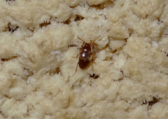 Speonomidius crotchi