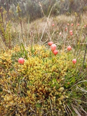 Gentianella rupicola