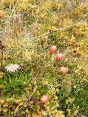 Gentianella rupicola