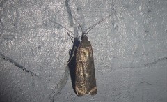 Phaeosaces apocrypta