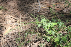 Chenopodium trigonon