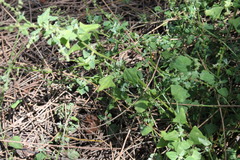 Chenopodium trigonon