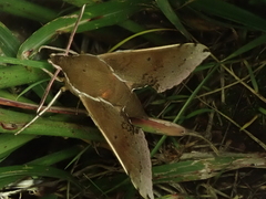 Rhagastis mongoliana