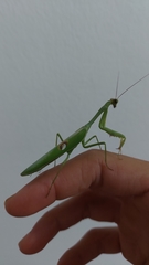 Stagmatoptera hyaloptera