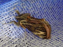Asteropetes noctuina