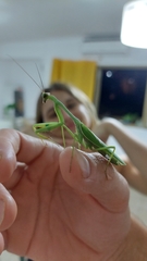 Stagmatoptera hyaloptera