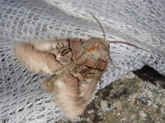 Protomiselia bilinea