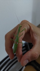Stagmatoptera hyaloptera