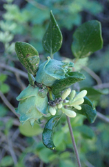Lonicerae lonicera
