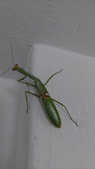 Stagmatoptera hyaloptera