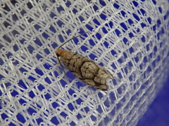 Coenobiodes granitalis
