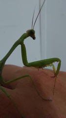Stagmatoptera hyaloptera