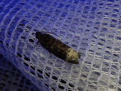 Hystrichoscelus spathanum