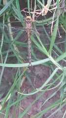 Rhionaeschna marchali