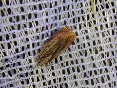 Phaecasiophora roseana