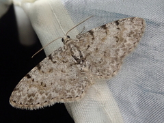 Myrioblephara nanaria