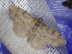 Hypomecis akiba