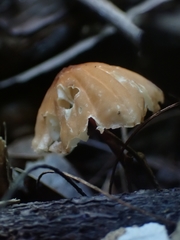 Marasmius berteroi