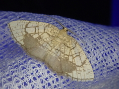 Cabera griseolimbata