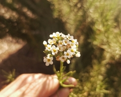 Heliotropium stenophyllum