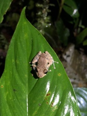 Pristimantis ventrimarmoratus