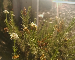 Heliotropium stenophyllum