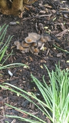 Psathyrellaceae