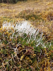 Thamnolia vermicularis