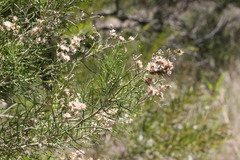 Cassinia laevis