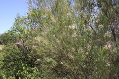 Cassinia laevis