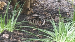 Psathyrellaceae